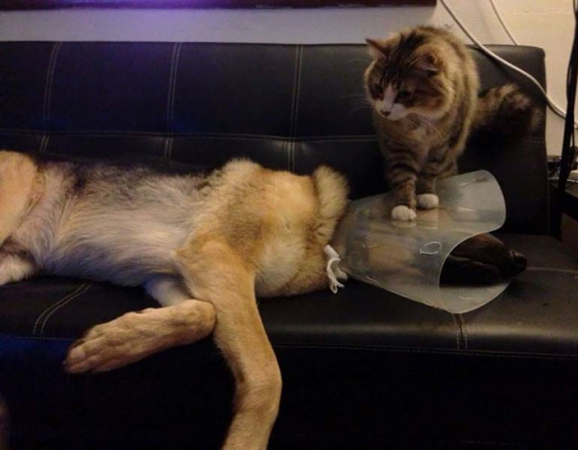 Rooks insolent animals that all to the lantern