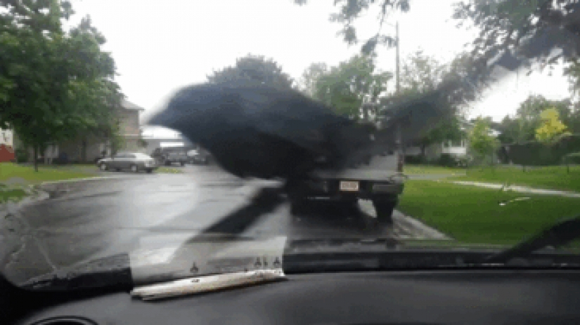 Rooks insolent animals that all to the lantern