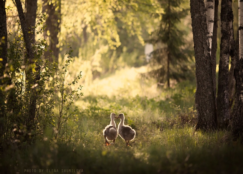 Russian woman creates stunning photographs of your children with animals in the village Russian woman creates stunning photographs of your children with animals in the village