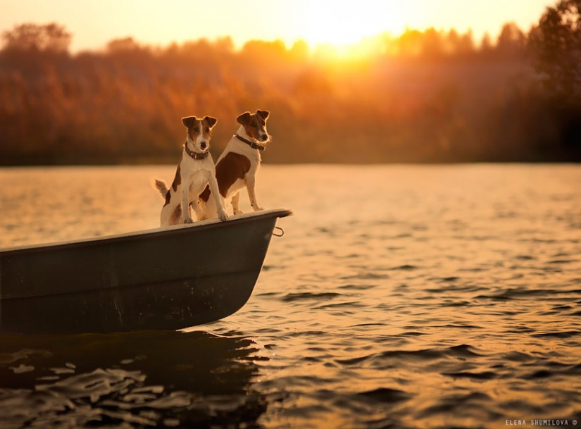Russian woman creates stunning photographs of your children with animals in the village Russian woman creates stunning photographs of your children with animals in the village