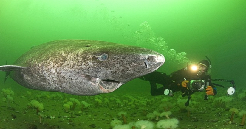 Scientists have found the oldest animal on earth: this polar shark already 512 years Scientists have found the oldest animal on earth: this polar shark already 512 years