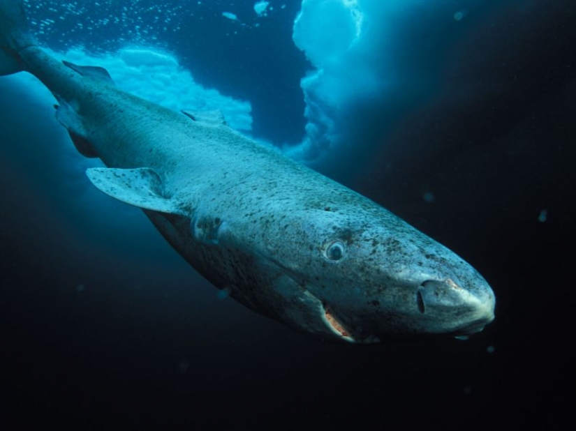 Scientists have found the oldest animal on earth: this polar shark already 512 years Scientists have found the oldest animal on earth: this polar shark already 512 years