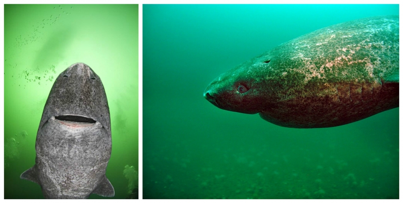 Scientists have found the oldest animal on earth: this polar shark already 512 years Scientists have found the oldest animal on earth: this polar shark already 512 years