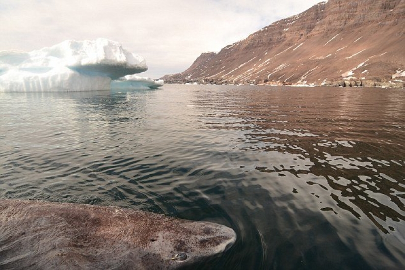 Scientists have found the oldest animal on earth: this polar shark already 512 years Scientists have found the oldest animal on earth: this polar shark already 512 years
