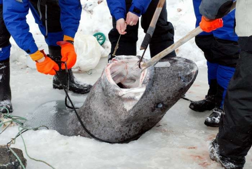 Scientists have found the oldest animal on earth: this polar shark already 512 years Scientists have found the oldest animal on earth: this polar shark already 512 years