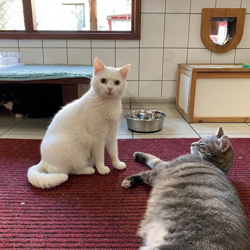 Se ve como el único en el mundo flotante gato refugio Se ve como el único en el mundo flotante gato refugio