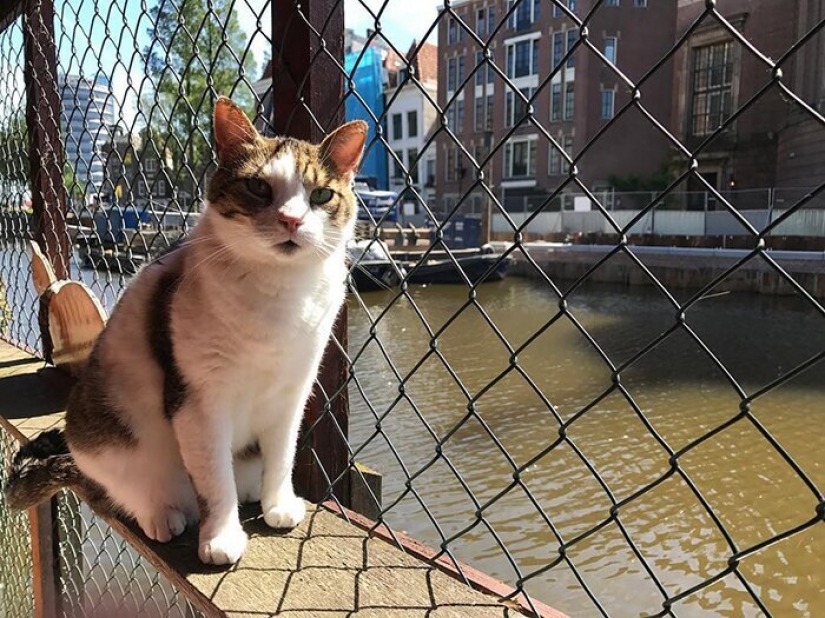Se ve como el único en el mundo flotante gato refugio Se ve como el único en el mundo flotante gato refugio