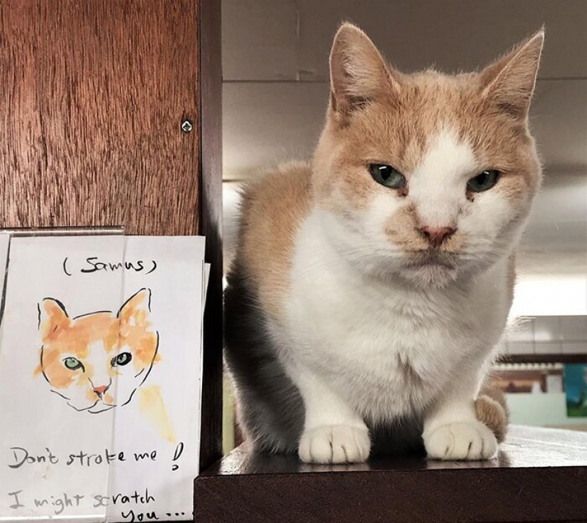 Se ve como el único en el mundo flotante gato refugio Se ve como el único en el mundo flotante gato refugio