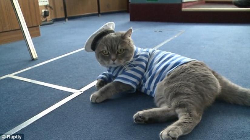 Searchamelia crucero por el río con un gato en la cabeza