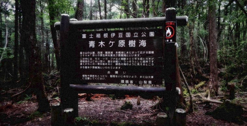 Seven of the most terrible of the world's forests Seven of the most terrible of the world's forests