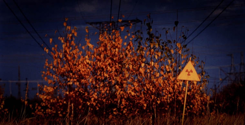 Siete de los más terribles de los bosques del mundo