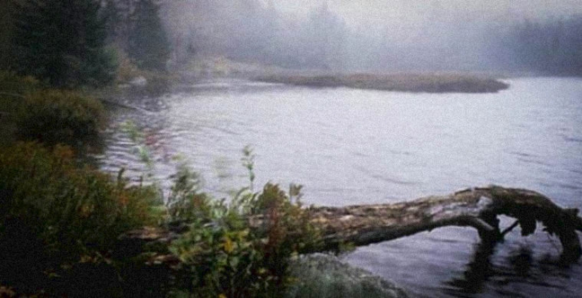 Siete de los más terribles de los bosques del mundo