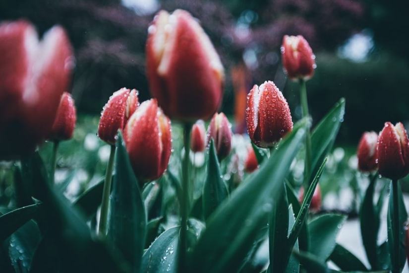 Spring red: best shots photo contest Spring 2020 Spring red: best shots photo contest Spring 2020