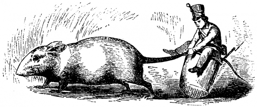 Staraya, Staraya Skazka