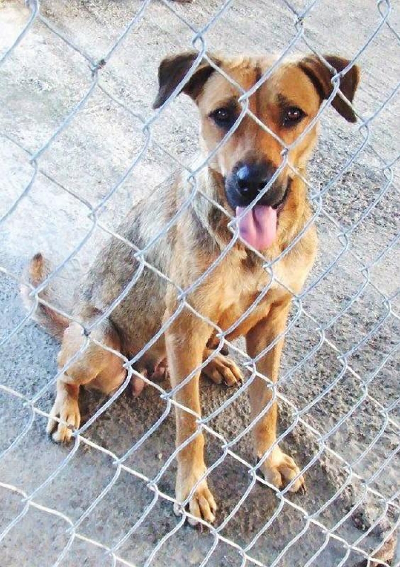 Stray dogs before and after shelter