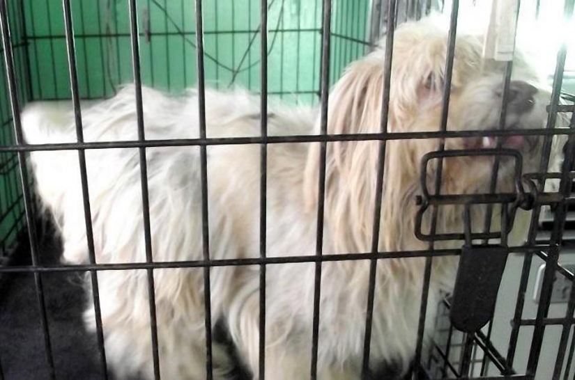 Stray dogs before and after shelter