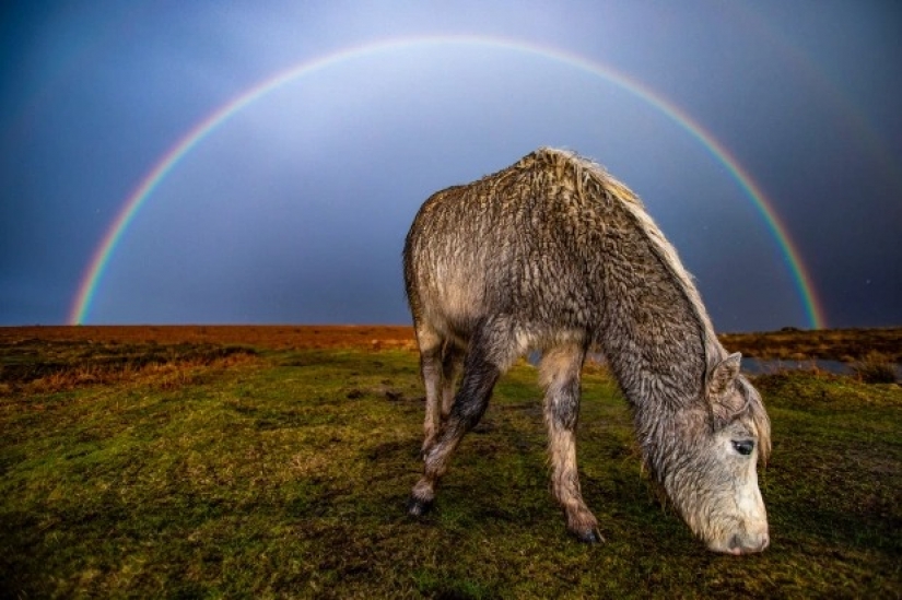 Stunning pictures from the winners of the "Weather of the year"