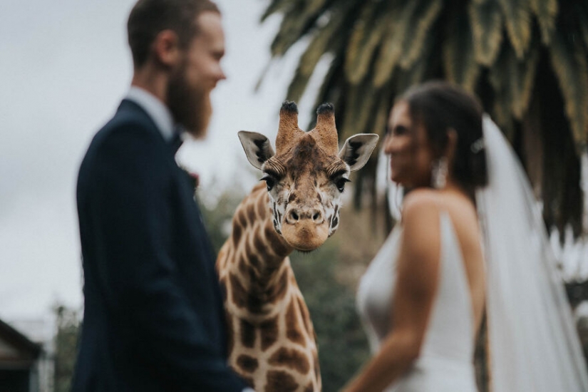 The 15 best wedding photos 2020 with the competition Junebug Weddings The 15 best wedding photos 2020 with the competition Junebug Weddings