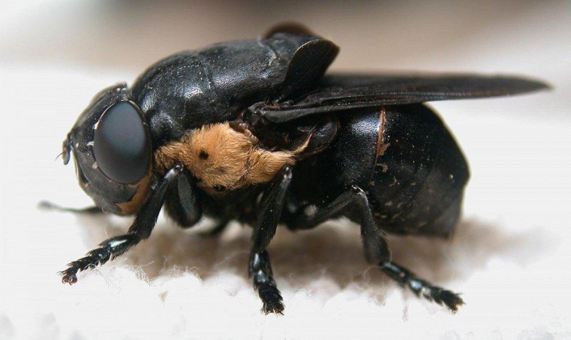 The 25 most dangerous insects on the planet