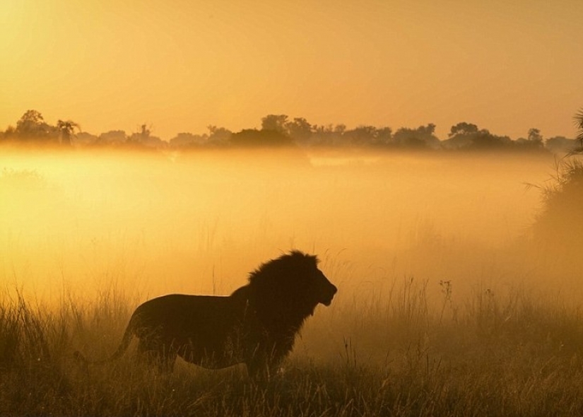 The animal Kingdom as you've never seen before: racing, fighting and tenderness