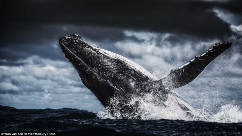 The animal Kingdom as you've never seen before: racing, fighting and tenderness