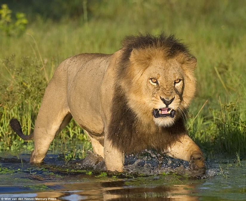 The animal Kingdom as you've never seen before: racing, fighting and tenderness