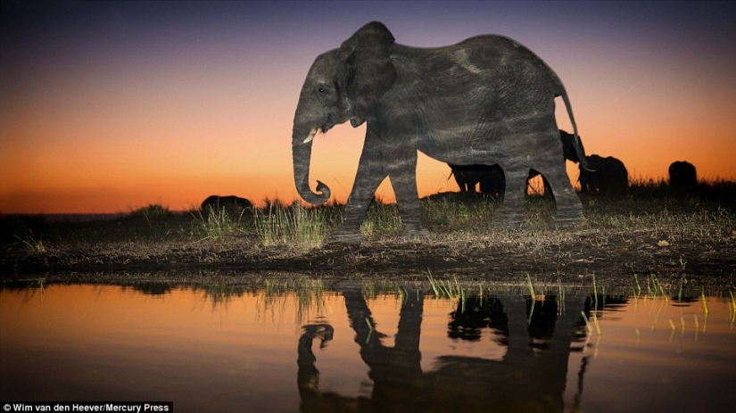 The animal Kingdom as you've never seen before: racing, fighting and tenderness
