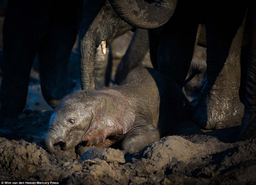 The animal Kingdom as you've never seen before: racing, fighting and tenderness