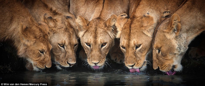 The animal Kingdom as you've never seen before: racing, fighting and tenderness
