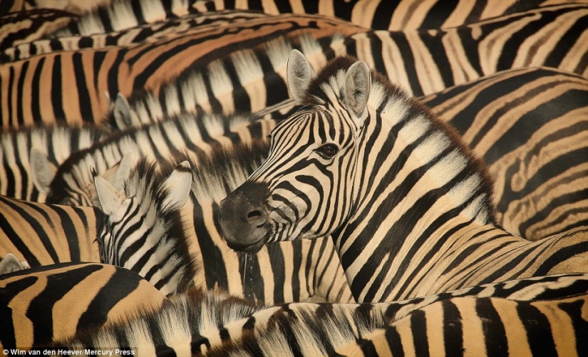 The animal Kingdom as you've never seen before: racing, fighting and tenderness