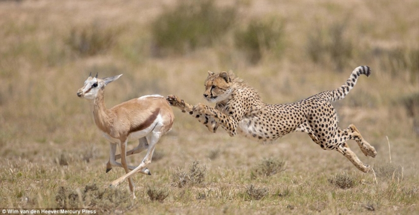 The animal Kingdom as you've never seen before: racing, fighting and tenderness