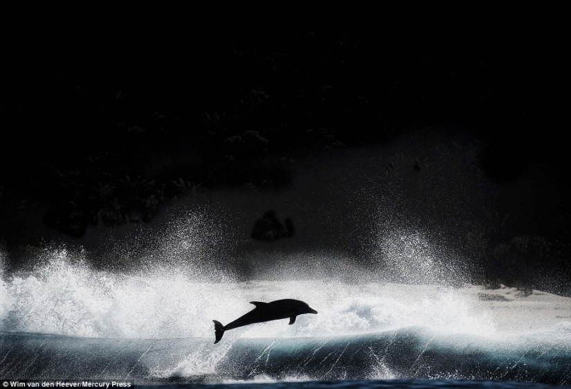 The animal Kingdom as you've never seen before: racing, fighting and tenderness