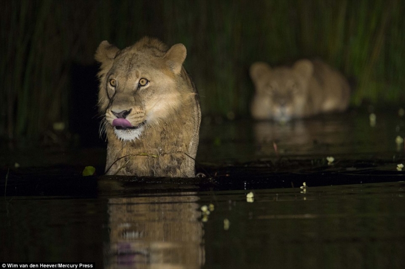 The animal Kingdom as you've never seen before: racing, fighting and tenderness