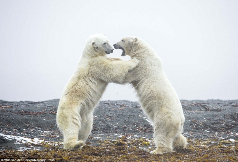 The animal Kingdom as you've never seen before: racing, fighting and tenderness