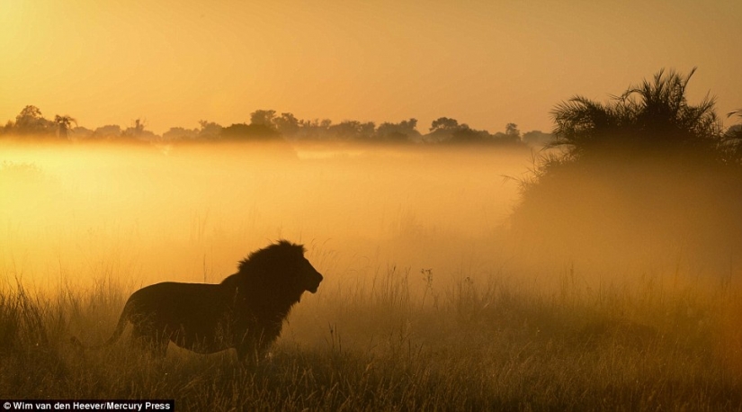 The animal Kingdom as you've never seen before: racing, fighting and tenderness
