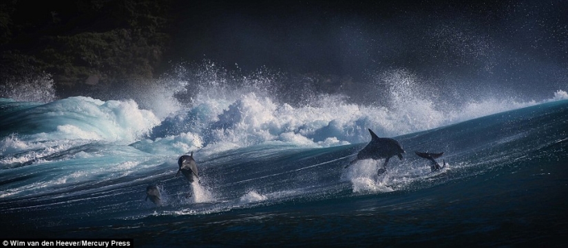 The animal Kingdom as you've never seen before: racing, fighting and tenderness