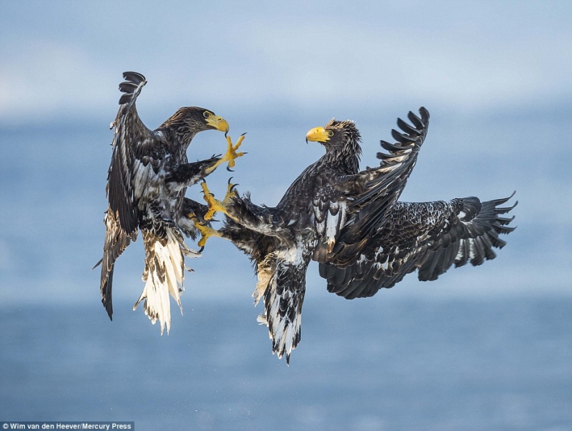 The animal Kingdom as you've never seen before: racing, fighting and tenderness