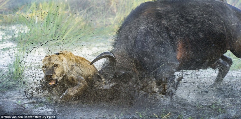 The animal Kingdom as you've never seen before: racing, fighting and tenderness