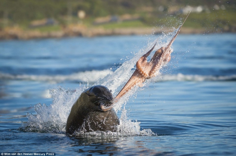 The animal Kingdom as you've never seen before: racing, fighting and tenderness