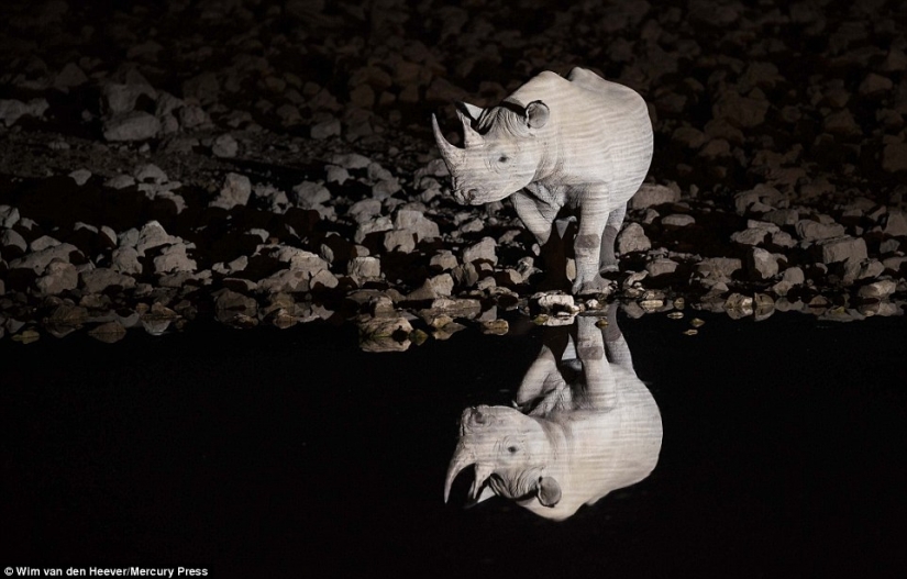 The animal Kingdom as you've never seen before: racing, fighting and tenderness