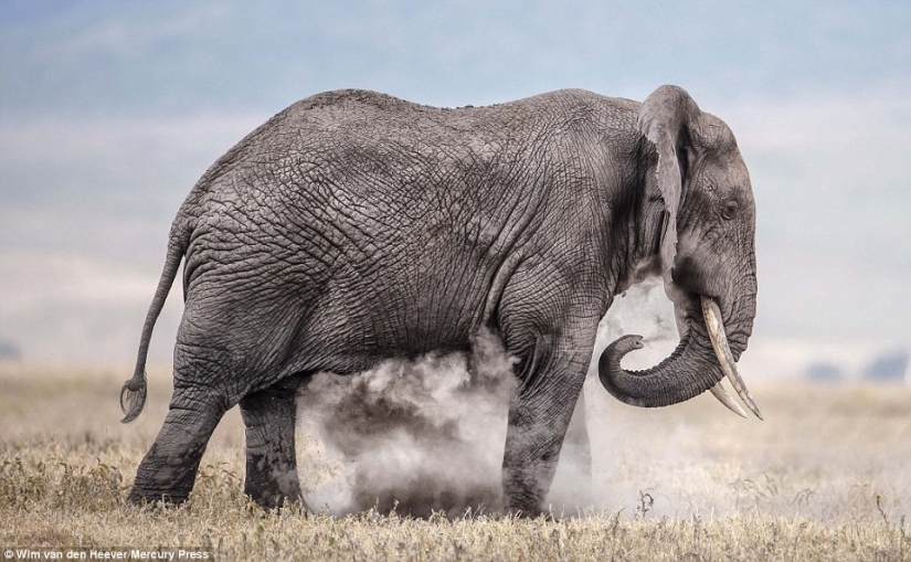 The animal Kingdom as you've never seen before: racing, fighting and tenderness
