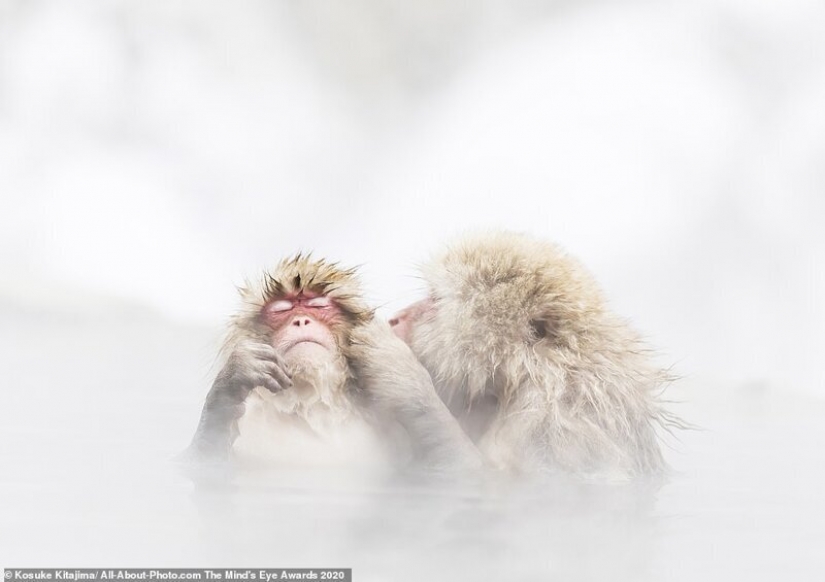 The best works from the contest Photo Award AllAbout 2020 The best works from the contest Photo Award AllAbout 2020