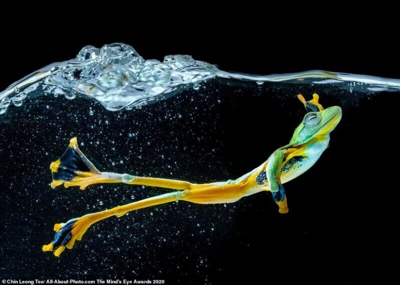 The best works from the contest Photo Award AllAbout 2020 The best works from the contest Photo Award AllAbout 2020