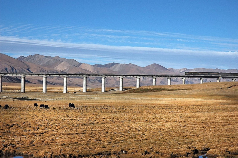 The Chinese built a railroad to Tibet