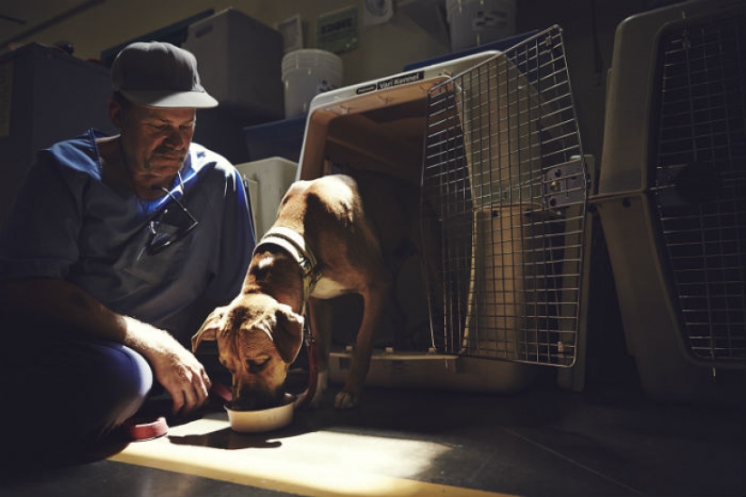 "The dog loves you even in prison": how to help each other inmates and homeless dogs "The dog loves you even in prison": how to help each other inmates and homeless dogs