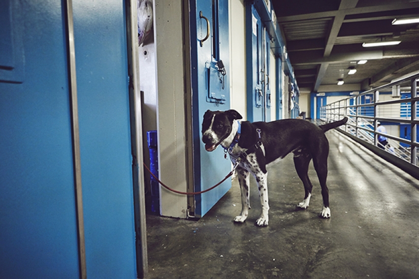"The dog loves you even in prison": how to help each other inmates and homeless dogs "The dog loves you even in prison": how to help each other inmates and homeless dogs