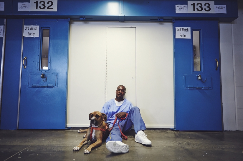 "The dog loves you even in prison": how to help each other inmates and homeless dogs "The dog loves you even in prison": how to help each other inmates and homeless dogs