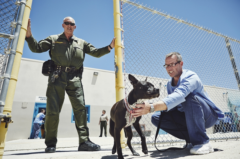 "The dog loves you even in prison": how to help each other inmates and homeless dogs "The dog loves you even in prison": how to help each other inmates and homeless dogs