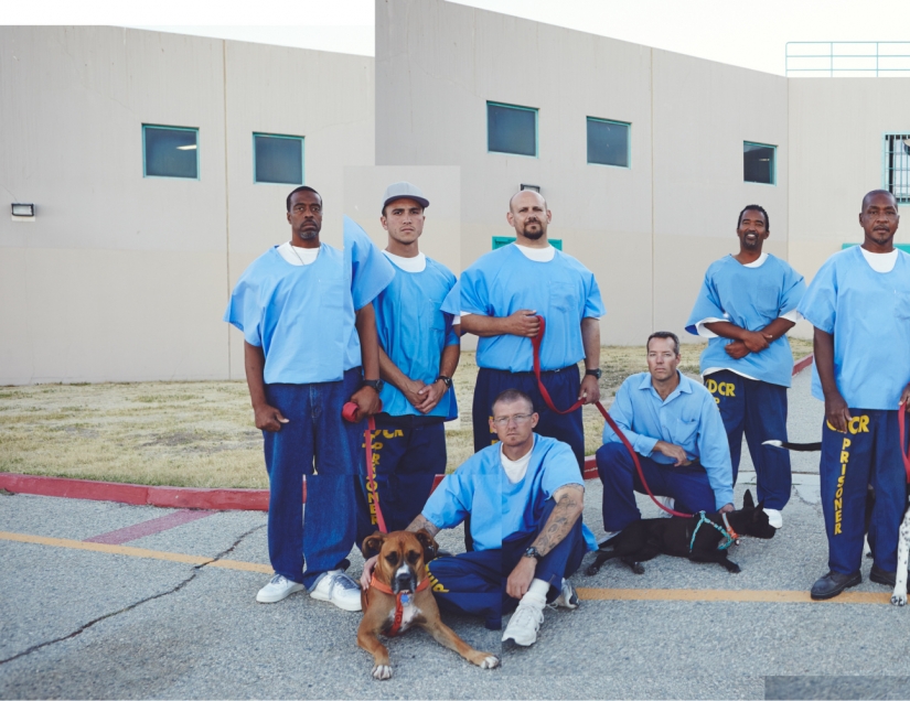 "The dog loves you even in prison": how to help each other inmates and homeless dogs "The dog loves you even in prison": how to help each other inmates and homeless dogs