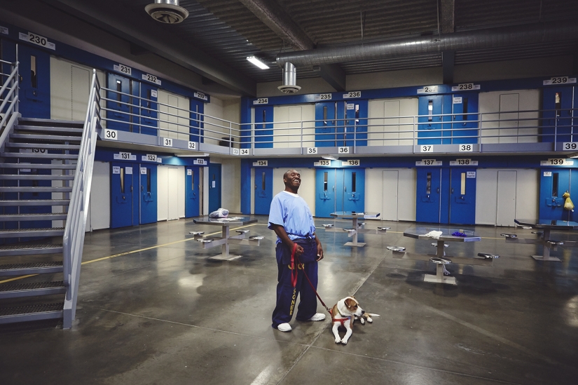 "The dog loves you even in prison": how to help each other inmates and homeless dogs "The dog loves you even in prison": how to help each other inmates and homeless dogs